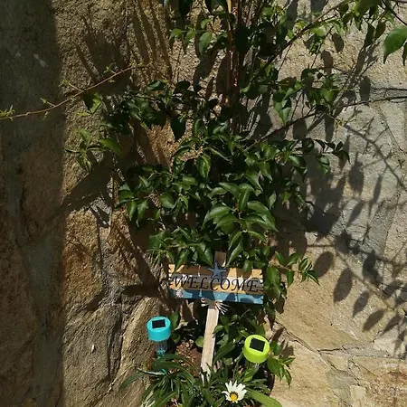 Holly Konukevi Balçık